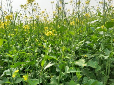 Geniş bir hardal tarlasının manzarası tam çiçeklenmiş, sisli bir gökyüzüne karşı canlı sarı çiçekler denizi sergiliyor..