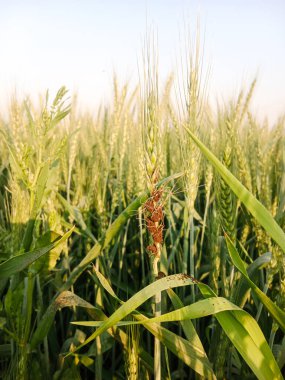 Wheat Plant infected Smut Disease closeup view The image shows the characteristic black, fungal masses replacing the wheat grains, highlighting the impact of disease on crop yield. clipart