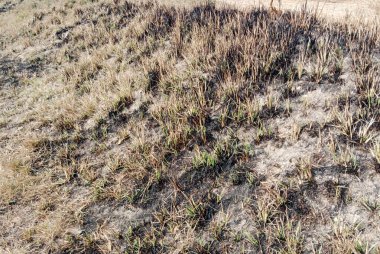 Scorched Earth Landscape a field after a fire, showcasing the charred remains of vegetation and the stark contrast with patches of surviving green. clipart