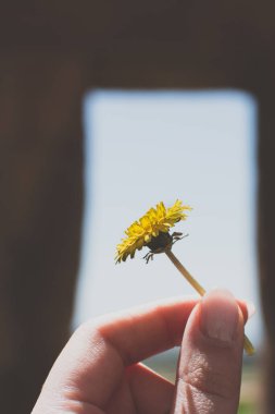 Doğanın vahşi güzelliğinin ortasında, tek bir kır çiçeği dimdik ayakta duruyor, bir umut ve ilham ışığı. Narin yaprakları hafif meltemde dans eder, engebeli araziye renk katar..  