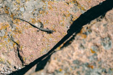 Bu enfes fotoğrafta, küçük bir kertenkele güneşin sıcaklığında güneşleniyor, bir kayanın üzerine tünemiş. Narin pulları ışığı yakalıyor, hem güzel hem de büyüleyici bir gökkuşağını yansıtıyor..