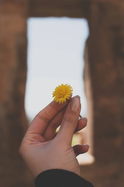 stock image Amidst the untamed beauty of nature, a single wildflower stands tall, a beacon of hope and inspiration. Its delicate petals dance in the gentle breeze, bringing a splash of color to the rugged landscape.  