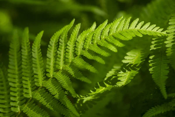 Beautiful close-up of a green fern frond, suitable as a natural green background texture