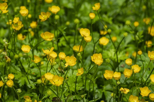 Full frame shot of a cluster of flowering buttercup plants (Ranunculus acris) in spring, forming a beautiful natural background image in yellow and green color