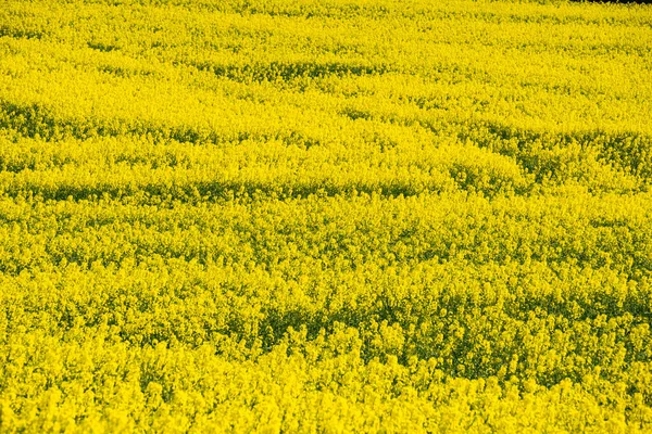 Full frame close-up of a bright yellow rapeseed or canola field (Brassica napus) in full bloom, suitable as a natural or agricultural background texture