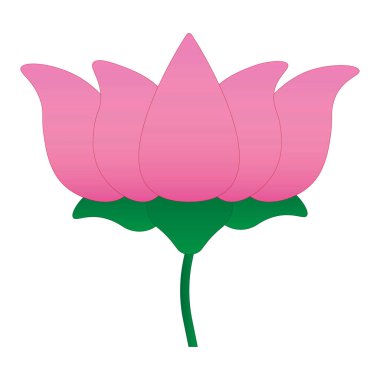 Beyaz arkaplanda izole nilüfer çiçeği