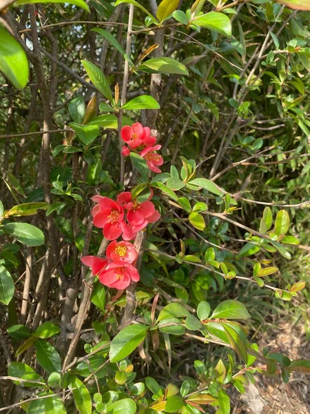 Bel Colpo Botanico Carta Parati Naturale — Foto Stock