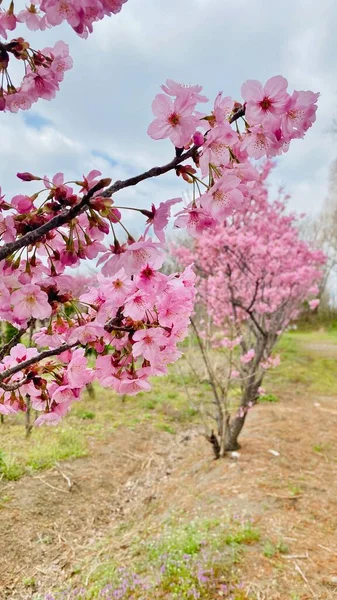 Mooie Roze Sakura Bloemen Tuin — Stockfoto