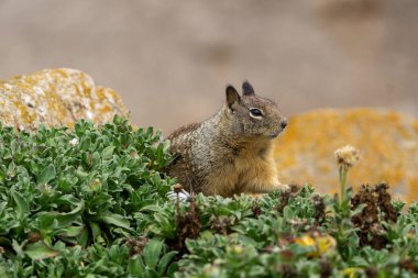 17 Mile Drive 'daki şirin bir Kaliforniya yer sincabının yakın çekimini yap. Yüksek kalite fotoğraf