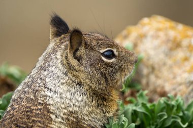 Close up picture of a cute California ground squirrel at 17 Mile Drive. High quality photo clipart