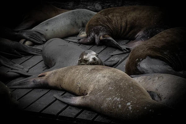 Морський Лев Добре Спить Pier Сан Франциско Сша — стокове фото