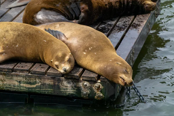 Морські Леви Мають Хороший Глибокий Сон Pier Сан Франциско Сша — стокове фото
