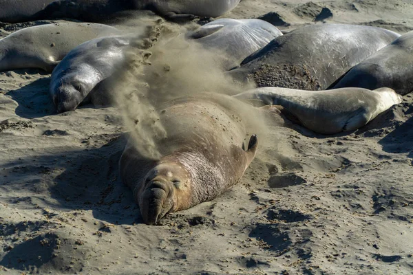 Elephant seals covers himself with sand to cool down at Elephant Seal Vista Point, near highway 1