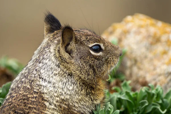 드라이브에 귀여운 캘리포니아 땅다람쥐의 사진을 클로즈업합니다 고품질 — 스톡 사진