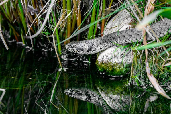 Blízký Záběr Travního Hada Jak Jde Zaplavat Kvalitní Fotografie — Stock fotografie