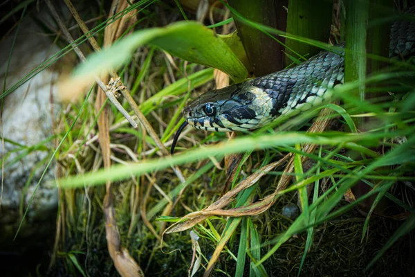 草のヘビの泳ぎを取るのを閉じる 高品質の写真 — ストック写真