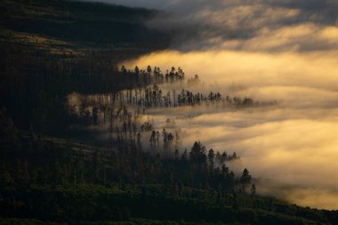 Ağaçların üzerinde yavaşça yuvarlanan bulutlarla nefes kesen gün batımının hava manzarası. Yüksek kalite fotoğraf