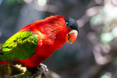 Mor Göbekli Lory, canlı kırmızı ve yeşil renklerle. Vahşi Yaşam Sanatı, Doğa Eğitimi ve Egzotik Kuş Koruma Teması için ideal. Yüksek kalite fotoğraf