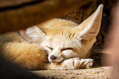Tatlı Fennec çöl tilkisi huzur içinde uyuyor. Fotoğrafı kapat. Yüksek kalite fotoğraf