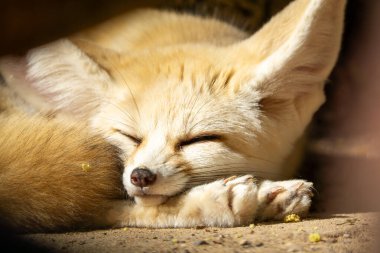 Tatlı Fennec çöl tilkisi huzur içinde uyuyor. Fotoğrafı kapat. Yüksek kalite fotoğraf
