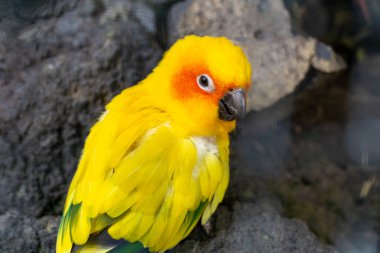 Güneş muhabbet kuşu sarı, turuncu ve kırmızı Aratinga gündönümünün güzel renkleri, Güney Amerika 'da güneş konservesi olarak da bilinir. Yüksek kalite fotoğraf