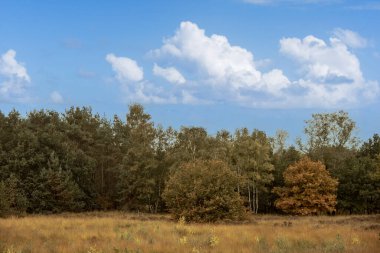 Countryside dutch meadow landscape with grass under scenic sunset sunrise sky. Panorama of dramatic landscape.