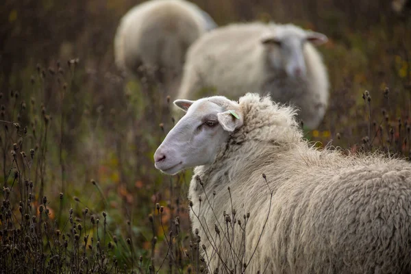 持続可能な家畜の概念 緑の畑に羊 国産の毛皮とふわふわの動物 エコ農地 牧草地 — ストック写真