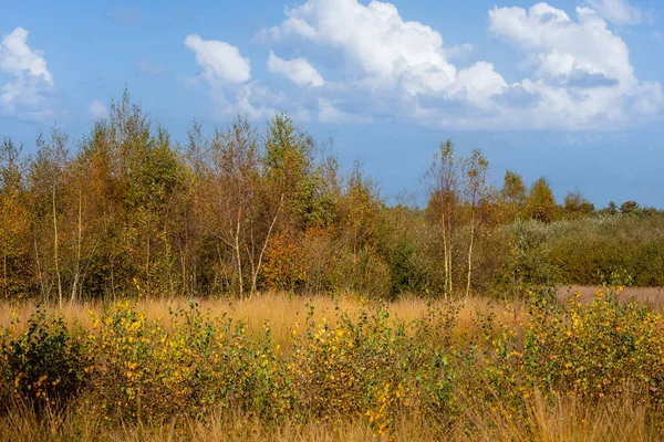 Herbstliche Waldlandschaft Mit Fußweg Herbstlicher Waldnatur — Stockfoto
