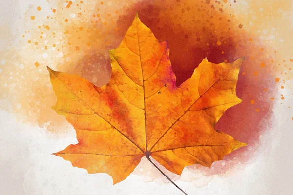 Colorful Isolated Fall Acer Leaf Red Watercolor Background — Stock Photo, Image
