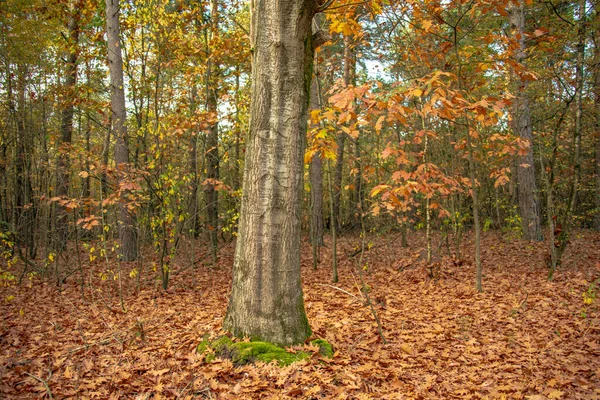 秋の森の自然歩道と秋の森の風景 — ストック写真