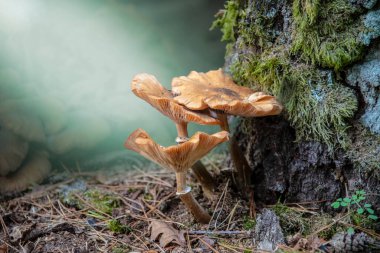 Armillaria Gallica'daki mantarlı kümede bir ağaç kütüğü