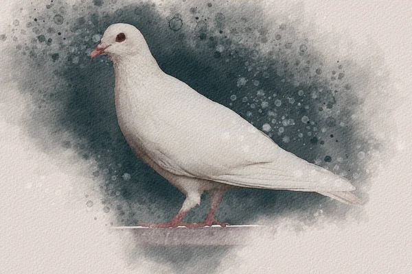 Biały Gołąb Portret Gołębia Akwarela Ilustracja Ptaków — Zdjęcie stockowe