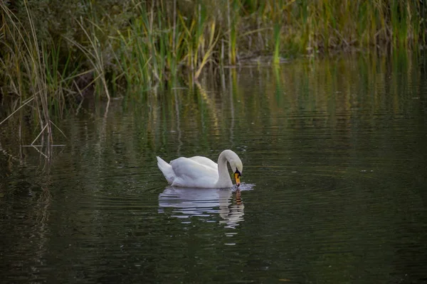 Ein Anmutiger Weißer Schwan Schwimmt Auf Einem Herbstlichen See Mit — Stockfoto