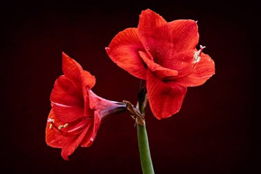 Kırmızı Amaryllis (Amaryllis Hippeastrum) çiçeği siyah arkaplanda izole edilmiş..