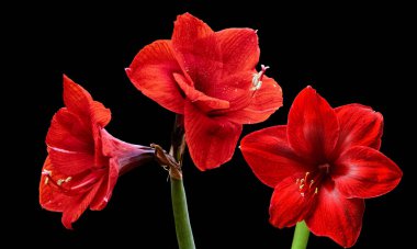 Kırmızı Amaryllis (Amaryllis Hippeastrum) çiçeği siyah arkaplanda izole edilmiş..