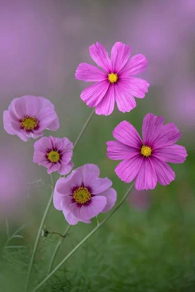 Summer Flowers Pink Cosmea Flower Latin Cosmos Bipinnatus — Stock Photo, Image