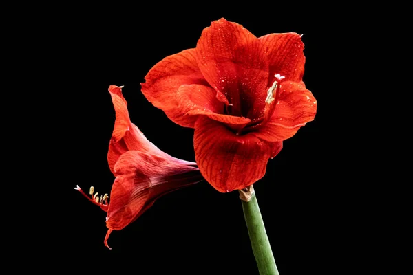 Amaryllis Vermelho Amaryllis Hippeastrum Flor Isolada Sobre Fundo Preto — Fotografia de Stock