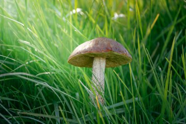 Huş ağacı boleti (Leccinum scabrum) mantarı, Avrupa ormanlarında kaba saplı bolete veya skaler sapı olarak da bilinir.