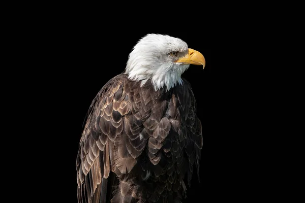 Porträtt Amerikansk Man Bald Eagle Isolerad Svart Bakgrund — Stockfoto