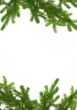 Beyaz arka plan, Noel ya da kış arkaplanındaki Firavun dalları