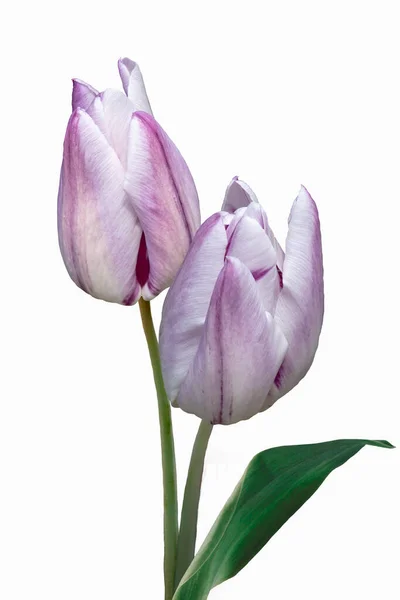 Flores Tulipán Holandesas Grandes Rosas Blancas Aislado Sobre Fondo Blanco — Foto de Stock