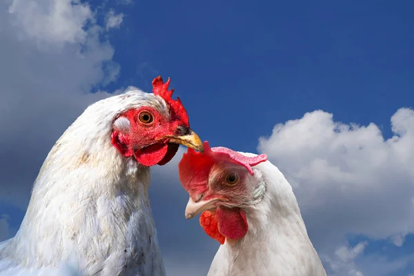 Vit Höna Och Vit Tupp Kyckling Fjäderfä Gårdsdjur Uggla Utomhus — Stockfoto