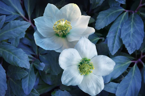 Helleborus Jardim Orgânico Apesar Nomes Como Rosa Inverno Rosa Natal — Fotografia de Stock