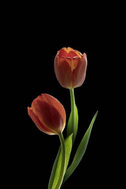 Red big dutch tulip flowers. Isolated on black background. clipart