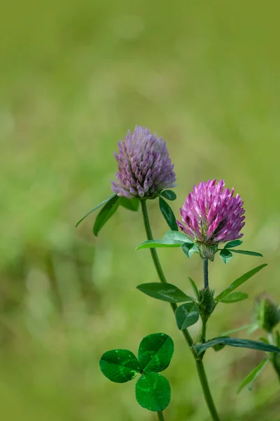 A close up of wild red clover on the meadow. Thickets of a purple-red flowers of zigzag clover Trifolium medium in the field.