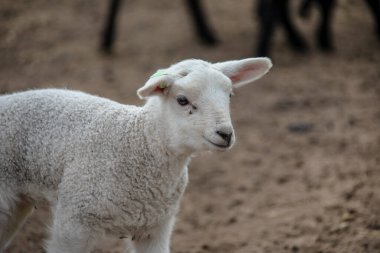 Little Katahdin sheep lamb standing on a grassy field in the shade