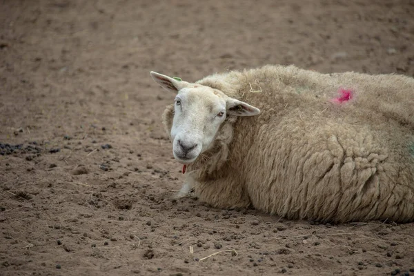 カメラを見て近くの茶色の背景に羊の横に — ストック写真