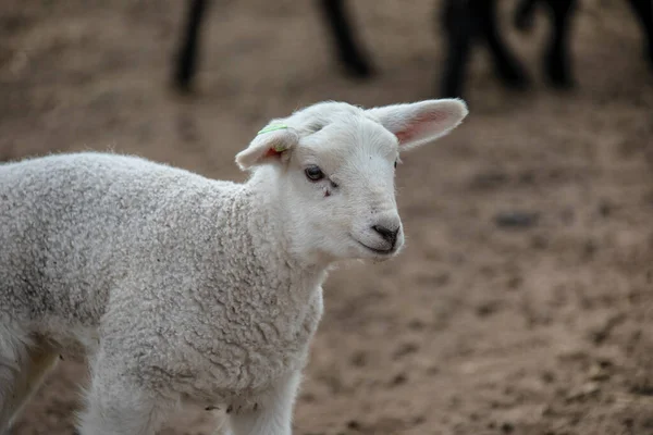 Little Katahdin Sheep Lamb Standing Grassy Field Shade — Fotografia de Stock