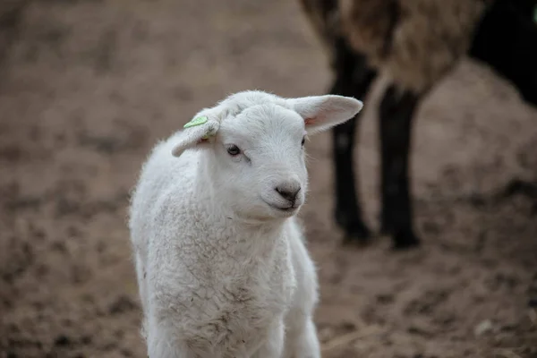 Little Katahdin Sheep Lamb Standing Grassy Field Shade — Fotografia de Stock