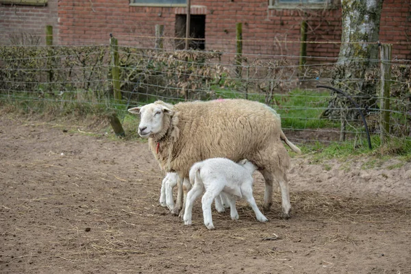 春の子羊 新しい子羊のいる畑の羊 — ストック写真